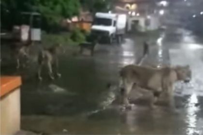 Lions roaming in streets of Gujarat video viral on social media