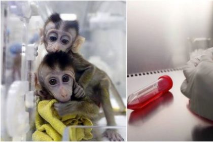 कोरोना संकट में अच्छी खबर आई सामने, इस देश ने बनाई Corona वैक्सीन, बंदरों पर किया सफल परीक्षण
